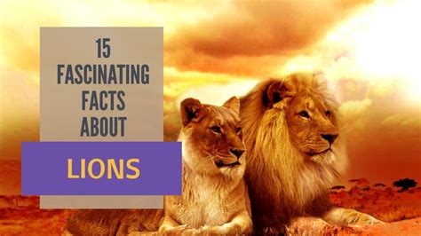 15 Fascinating Facts About Lions Youtube