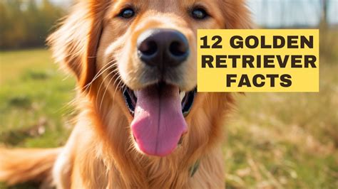 Golden Retrievers 12 Fascinating Facts Youtube
