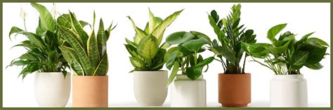 8 Common Houseplants And How To Care For Them King Soopers
