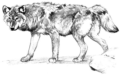 37 Nice Collection Wolf Pack Coloring Pages Realistic Wolves Drawing