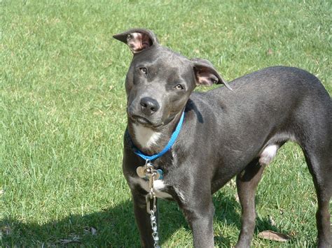 Blue Lacy Greatdogsite