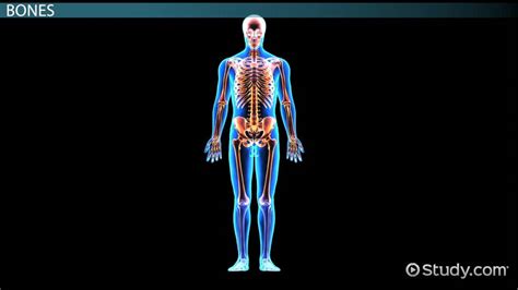 Skeletal System Movable Joints