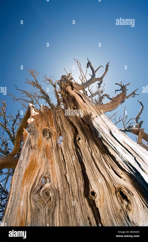 4000 Year Old Bristlecone Pine Tree Bryce Canyon Utah Stock Photo Alamy