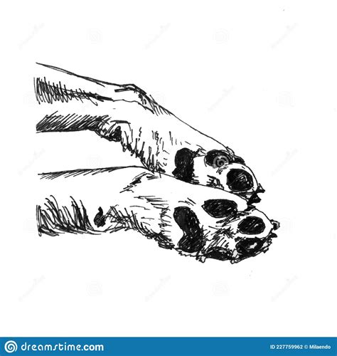 Anatomy Of Dog Paws With Forelimb And Hindlimb Bones Canine Paws