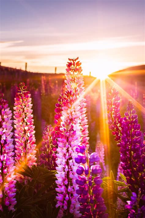 We did not find results for: Flowers In The Sun Pictures, Photos, and Images for ...