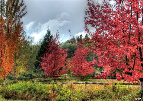 Pink Orange And Green Trees In The Autumn Forest Free Image Download