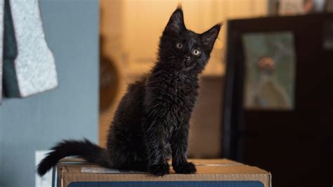 Black Maine Coon Cat Breed Facts And Information Pet Haver