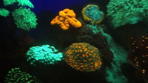 Rainbow Of Fluorescent Corals Found—why Do They Glow