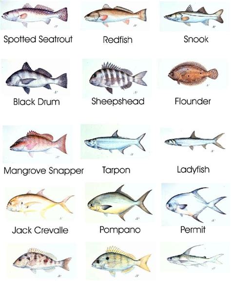 Nc Saltwater Fish Chart