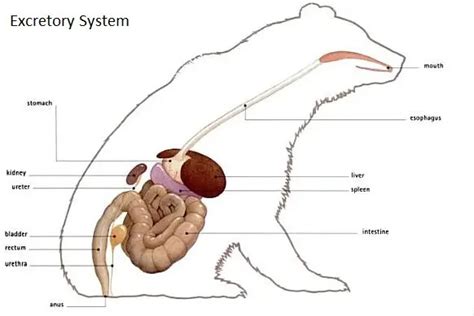 Polar Bear Digestive System Adaptations Diagram And Anatomy