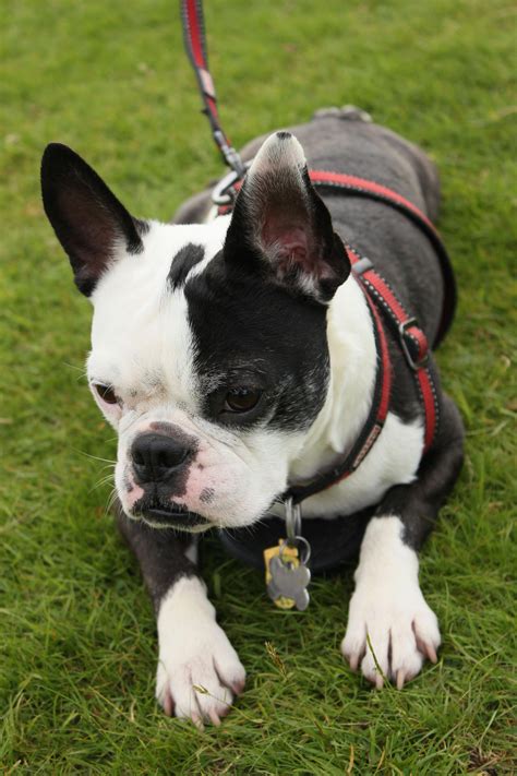 The outcome of this mixing has produced dogs possessing the calm, gentle and athletic like the boston terrier, and sturdy as the french bulldog, the frenchton. Bruno, Frenchton, French Bulldog and Boston Terrier mix ...
