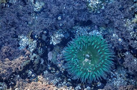 Free Images Water Underwater Coral Reef Invertebrate