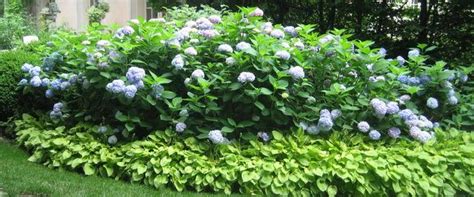 Check spelling or type a new query. We Live in Hydrangea Heaven - Homestead Gardens, Inc ...