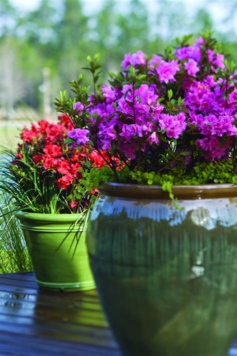 With the right care, they can thrive beautifully in containers. 4 Tips for Growing Azaleas in Pots | Azaleas, Rhododendron ...