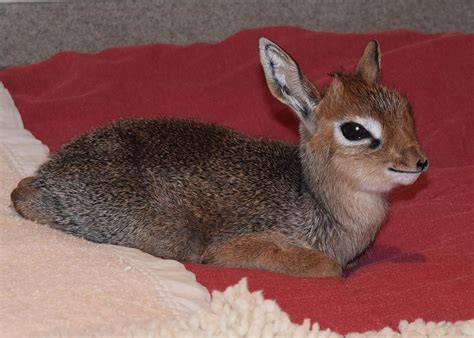Valentino A Small African Antelope Was Born Thursday At Brookfield