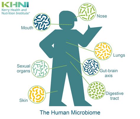 The Human Microbiome Beyond Digestive Health Khni