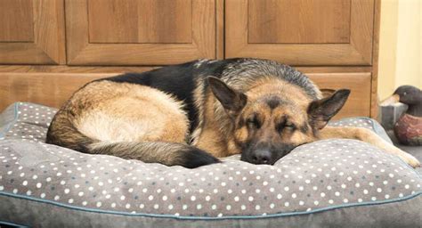 Best Dog Bed For German Shepherd Puppies Adults And Seniors