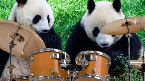 When Pandas Play By Totally Panda Music Youtube
