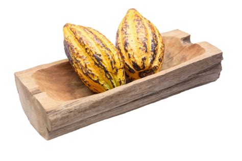 Isolated On A White Background Cocoa Fruit Unprocessed Cacao Beans And