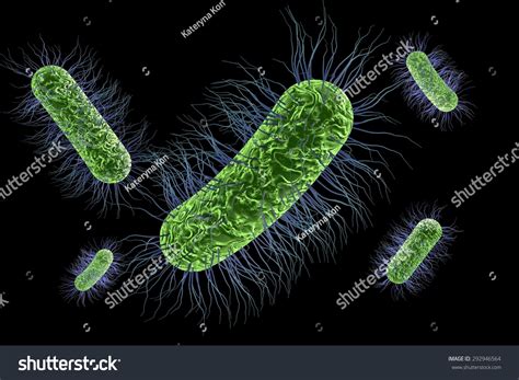 Microscopic View Of Escherichia Coli Salmonella Enteric Bacteria