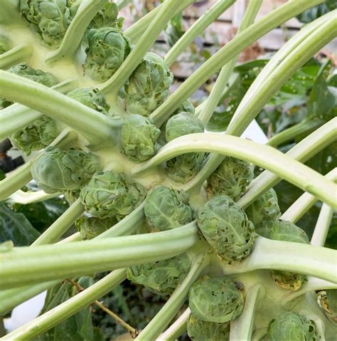 How To Grow Bug Free Brussel Sprouts From Seed Shifting Roots