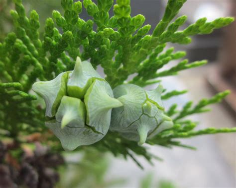 Seed Pods Of Cedar Tree Flickr Photo Sharing