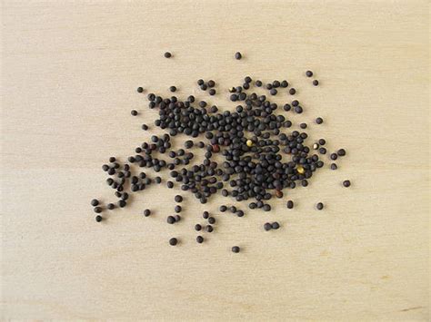 Best Canola Seed Stock Photos Pictures And Royalty Free Images Istock
