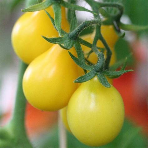 Tomate Cerise Yellow Pearshaped Poire Jaune Les Bons Plants Delise