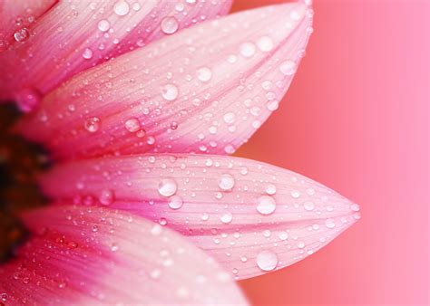 Pink Gerbera Flower Flowers Water Drops Macro Plants Hd Wallpaper
