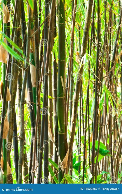 Bamboo Background Stock Image Image Of Climate Green 16522267