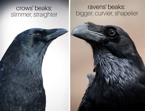 Difference Between Crow And Raven