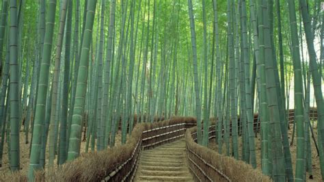Exploring Kyotos Sagano Bamboo Forest