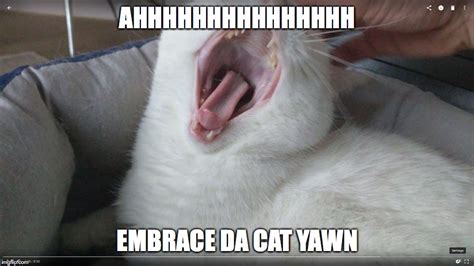 Cat Yawning Imgflip
