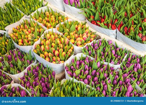 Assortment Of Colorful Tulips In A Flower Shop Stock Image Image Of