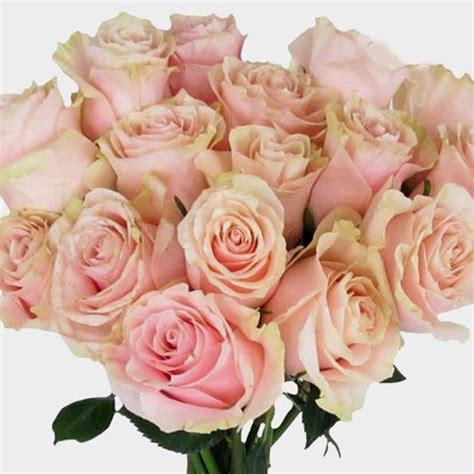 Rose Mondial Pink 50cm Wholesale Blooms By The Box