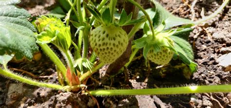Wild Strawberry — Bbc Gardeners World Magazine