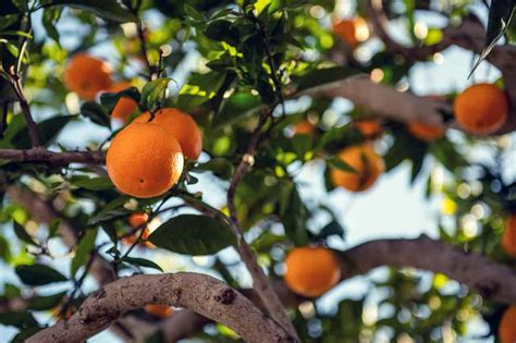 15 Types Of Oranges You Should Know