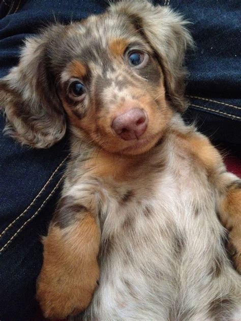 17 Best Images About Dapple Dachshunds On Pinterest Long Hair Minis