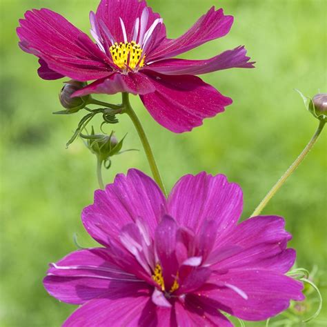 Cosmos Fizzy Purple Flower Seeds From Mr Fothergills Seeds And Plants