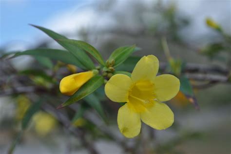 Wild Weeds Yellow Jessamine Ufifas Extension Baker County