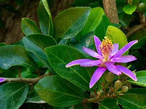 South Africa Transplant This Star Flower Bush Grewia Occidentalis Is
