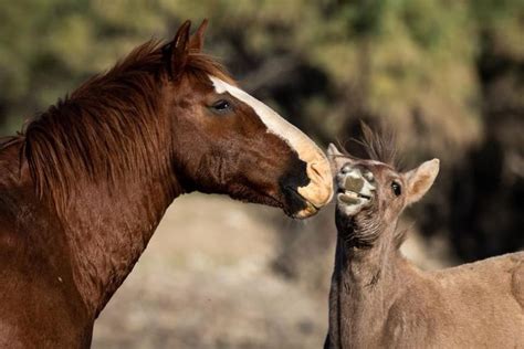 Photography Of The Wild Horses For Their Freedom By Jackie Cavanagh