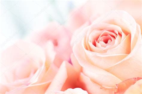 Beautiful Soft Pink Rose — Stock Photo © Kwanchaidp 71477579