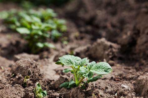 Organic Farming Has Bigger Climate Impact Study Suggests Farminguk News