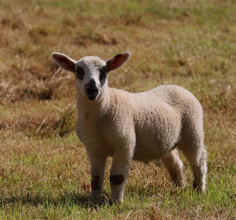 Lamb Sheep Animal Free Photo On Pixabay Pixabay