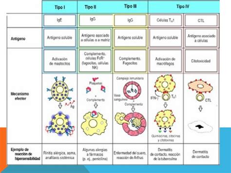 Algunos ejemplos son el lupus eritematoso sistémico. Inmunología: Tipos de Hipersensibilidad y Enfermedades Autoinmunes: INMUNOLOGIA ...