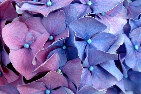 Hydrangea Closeup By Joan Harrison Redbubble