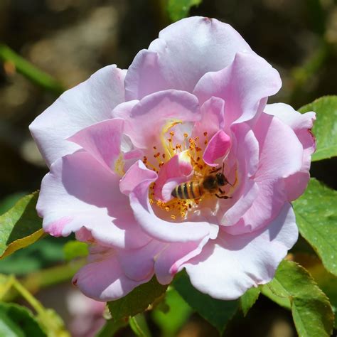 Pink Rose With Optional Bee Rose Pink Rose Pink