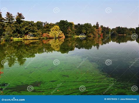 An European Pond Covered A Lot Of Cyanobacteriagreen Biofilm Grows On