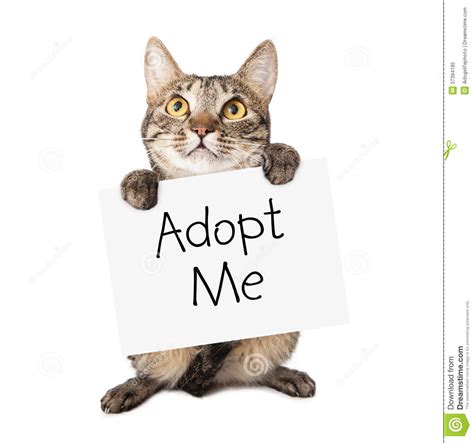 Register for free to adopt a kitten: Cat Carrying Adopt Me Sign Royalty Free Stock Photo ...